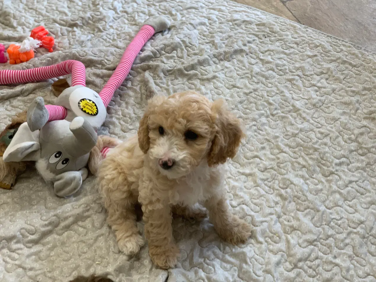 Billede 3 - Maltipoo babyer er rejse klar nu 