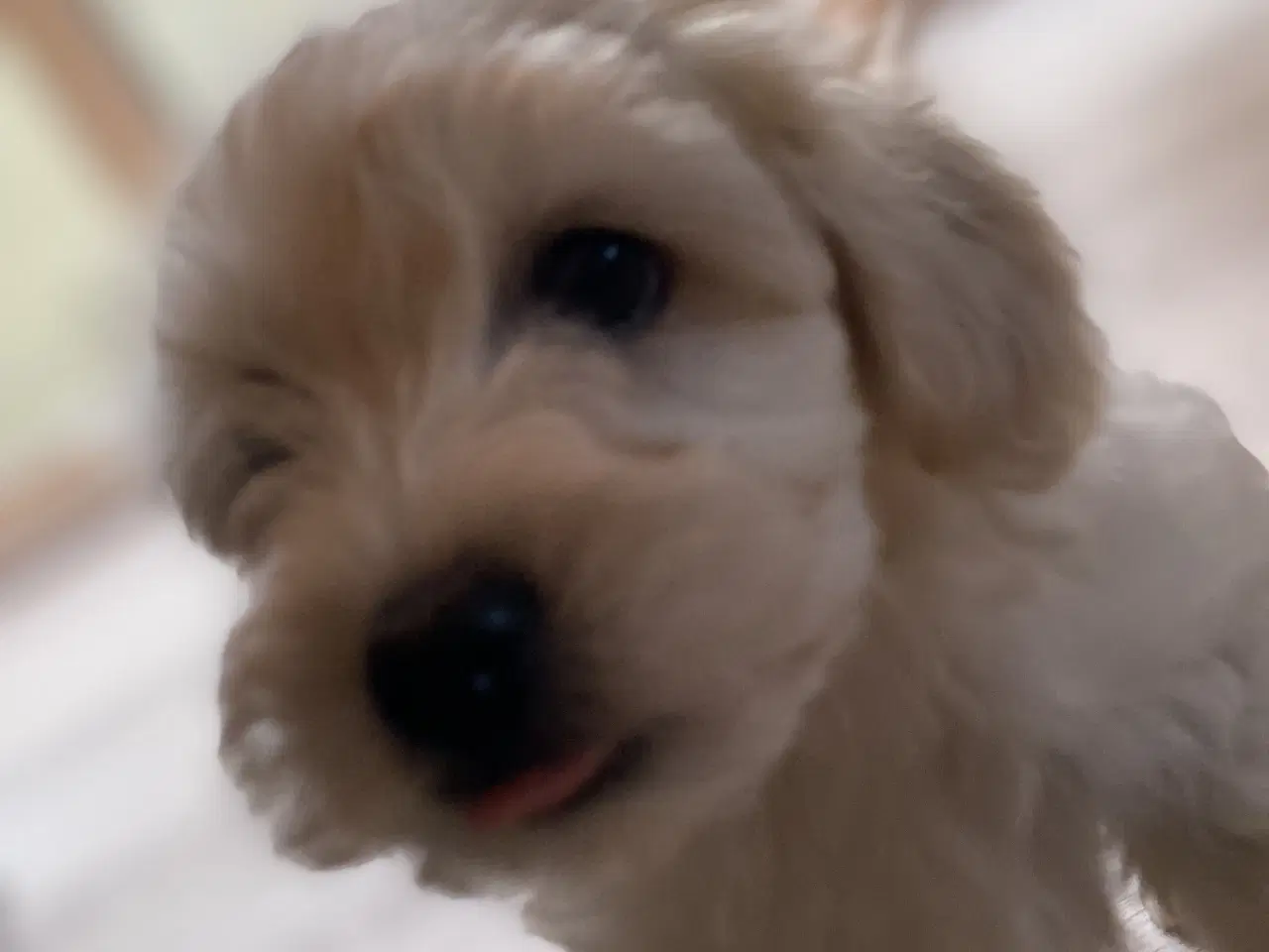 Billede 2 - Maltipoo 