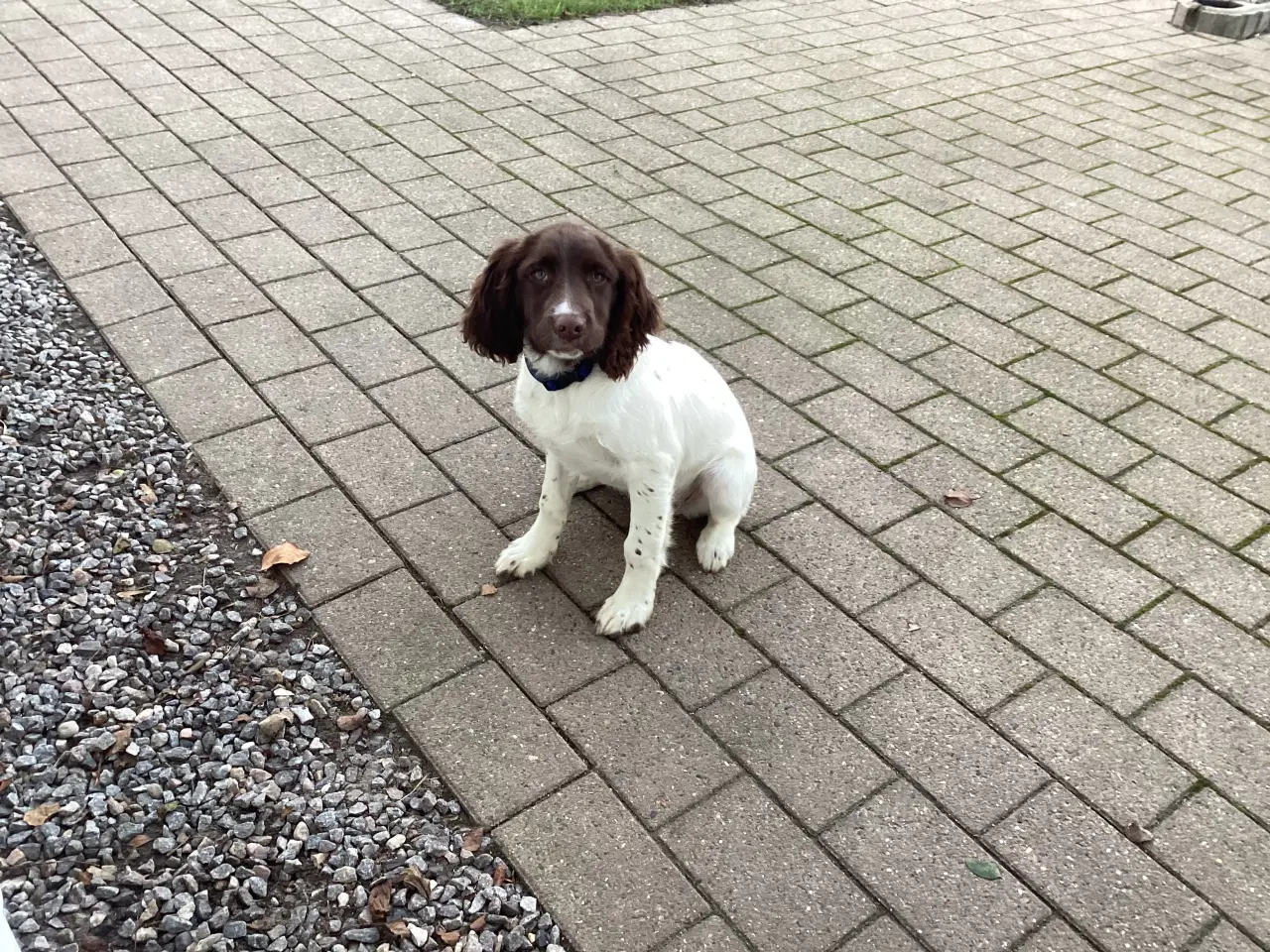 Billede 1 - FT Springer / Engelsk Springer Spaniel