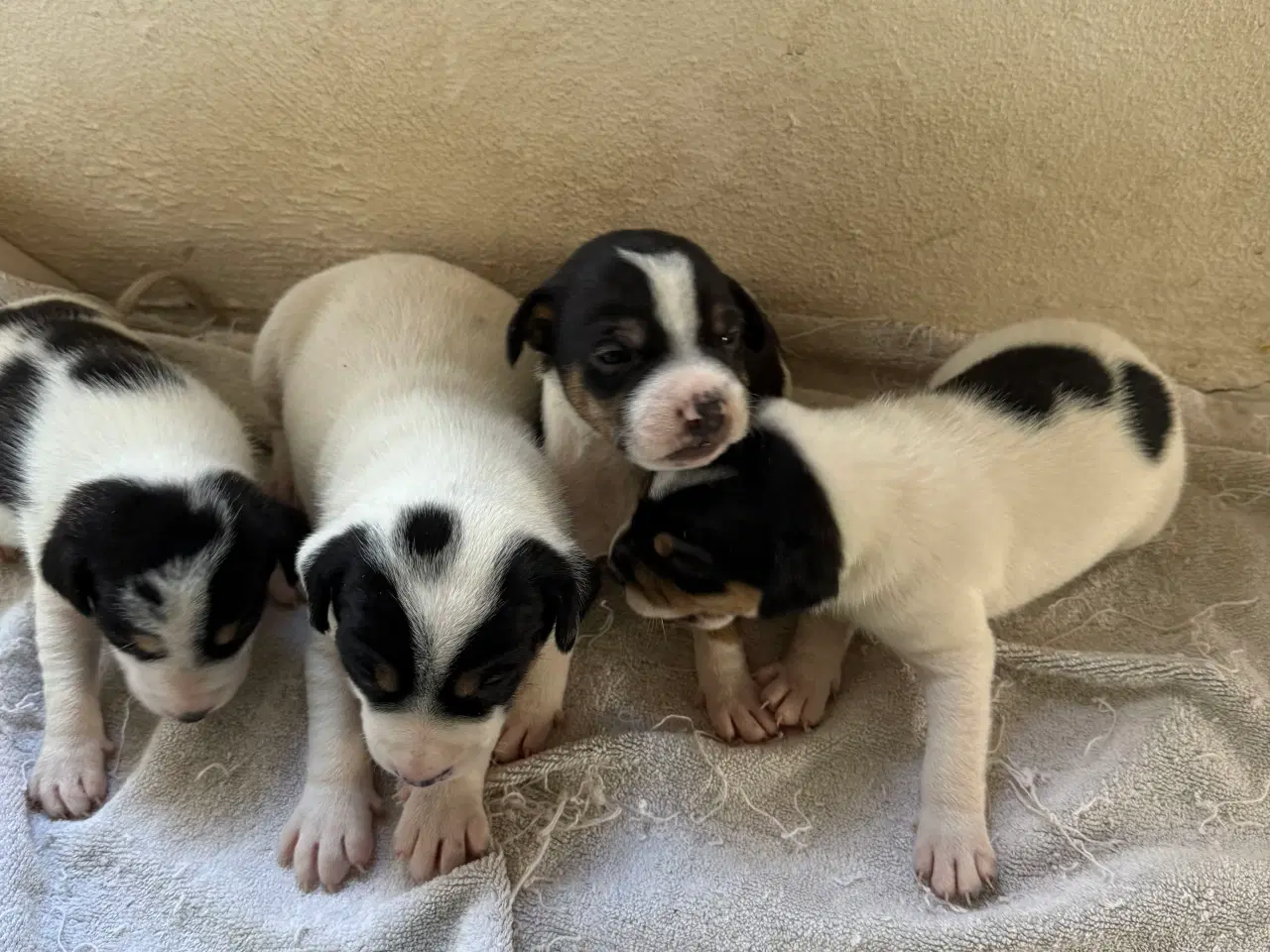 Billede 5 - Danske/Svensk