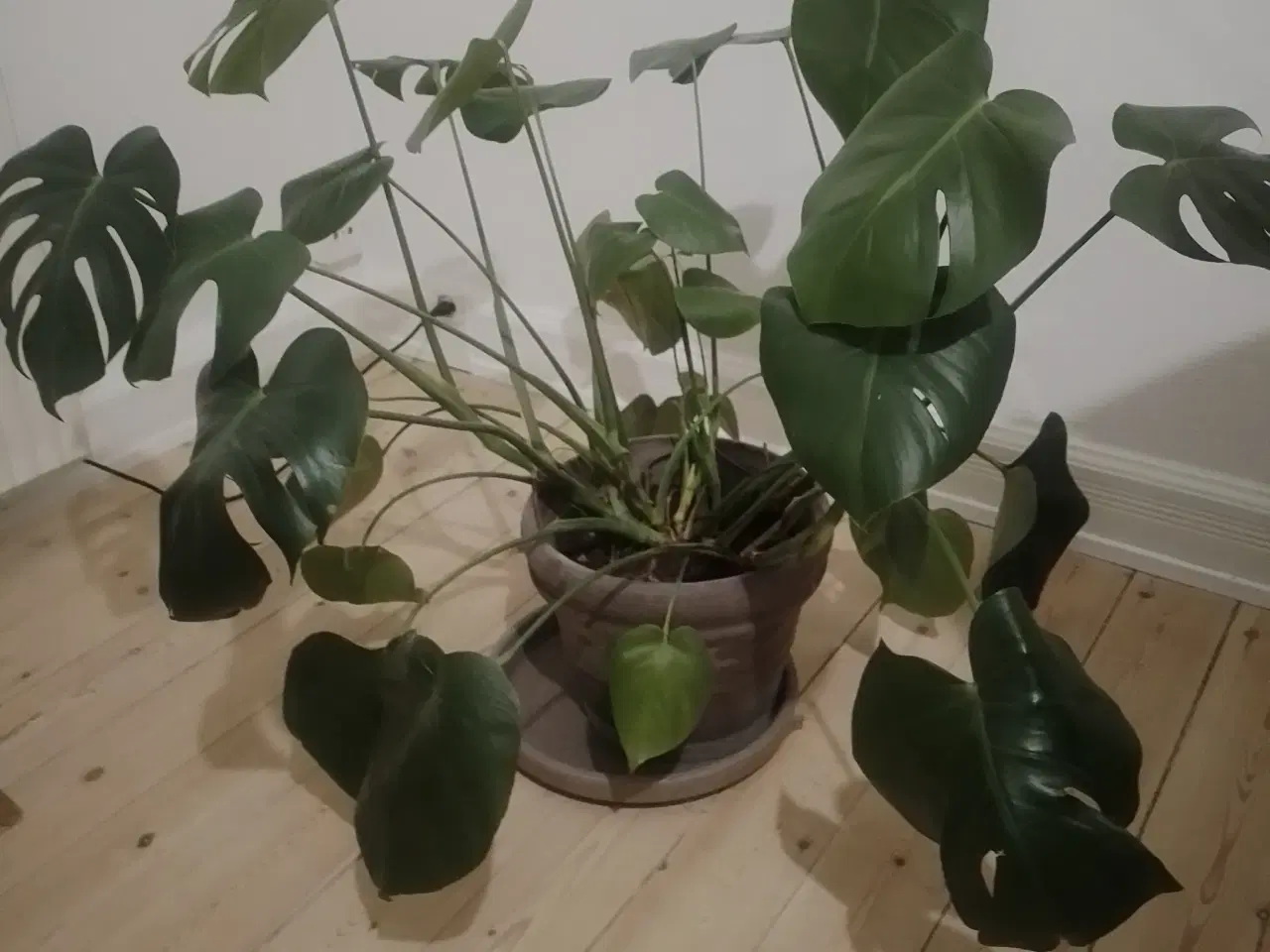 Billede 1 - Flot grøn plante med krukke og underskål.