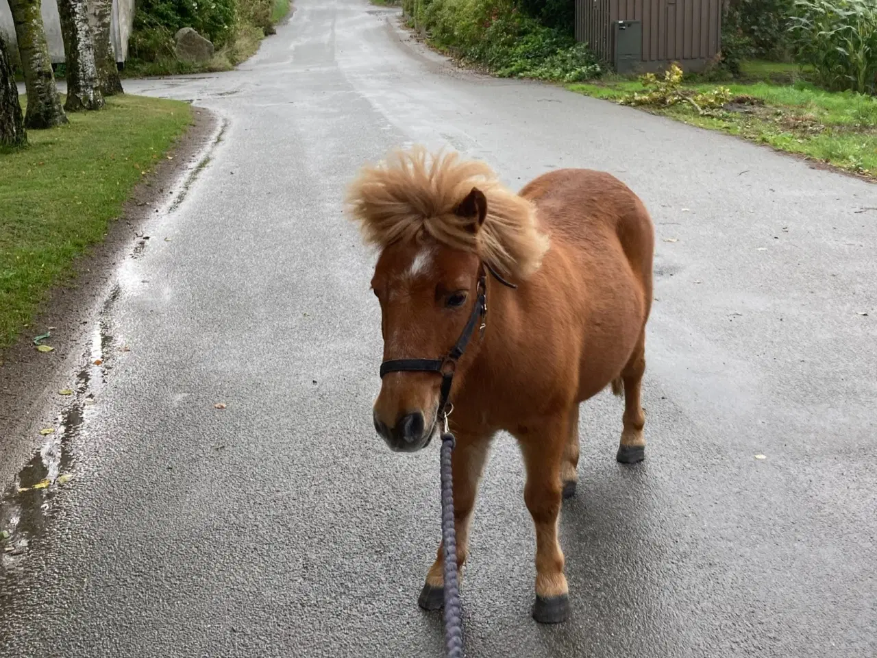Billede 12 - Shetlænderen Betterøv