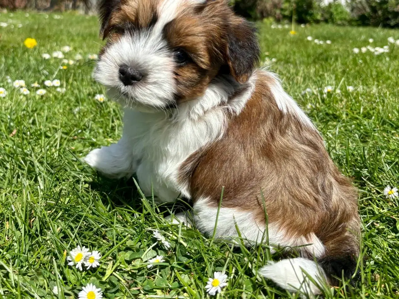 Billede 4 - Skønne Bichon Havanais-hvalpe