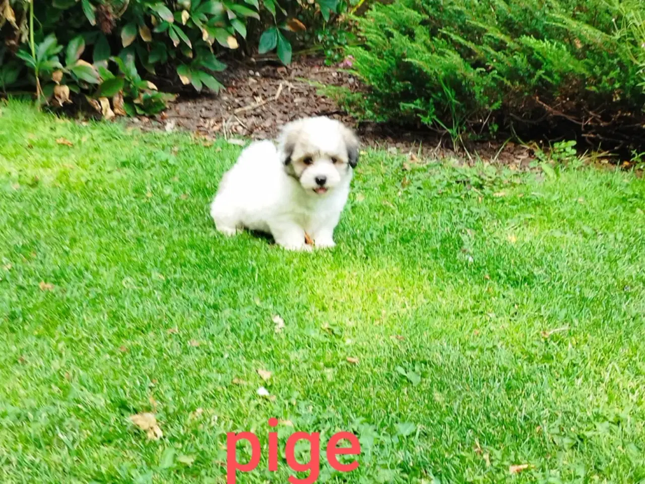 Billede 5 - Coton de tulear