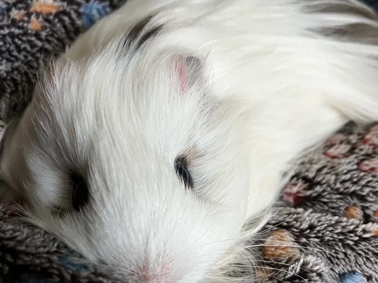 Billede 1 - Sheltie Han Marsvin