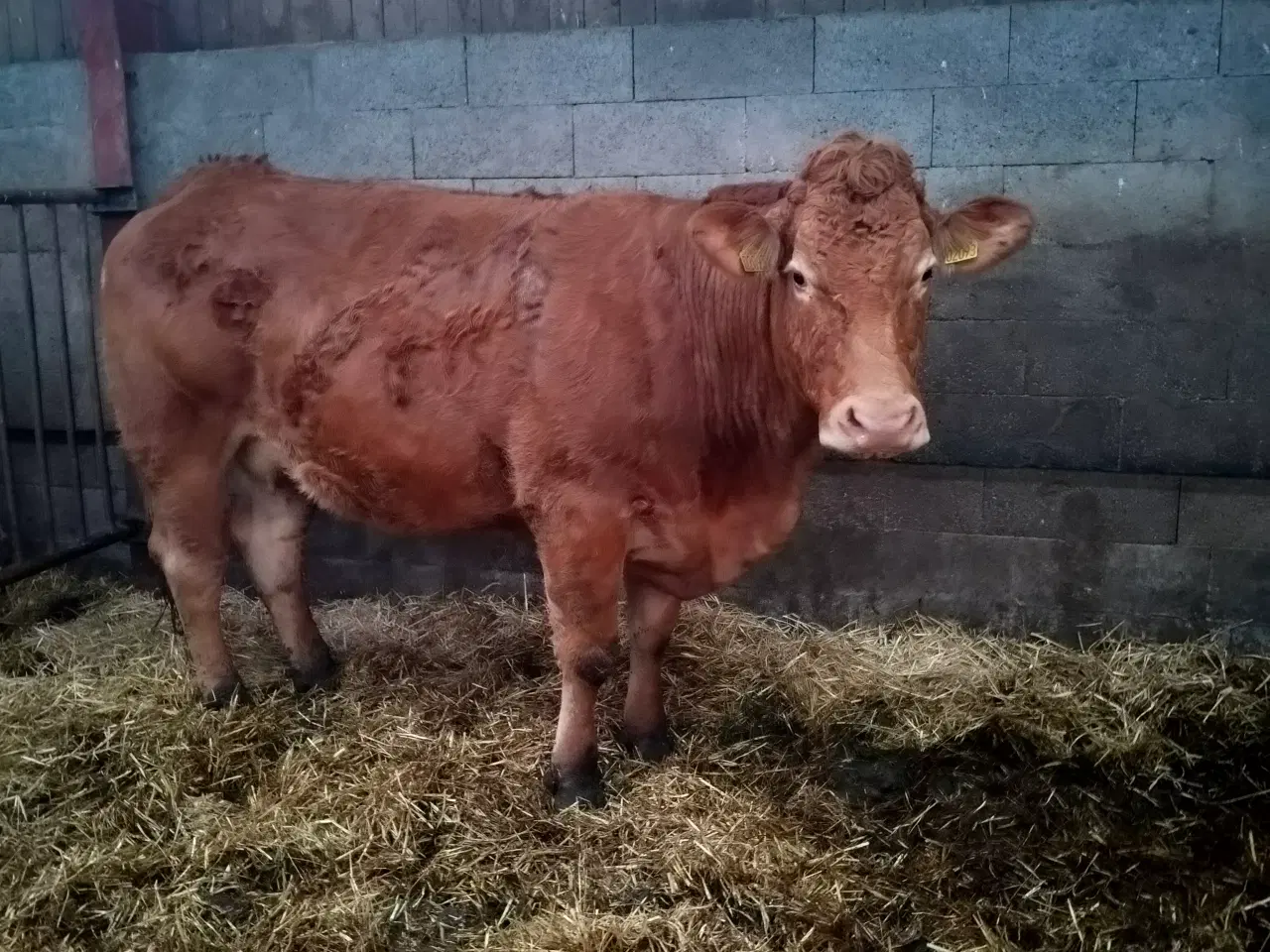 Billede 1 - Limousine ko