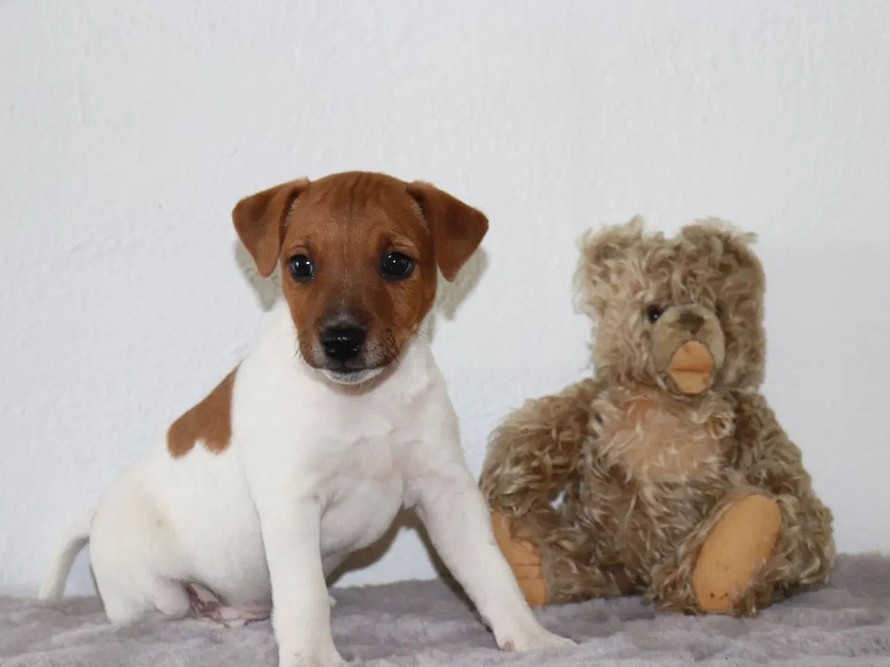 Billede 6 - Jack Russell Terrier hvalp 