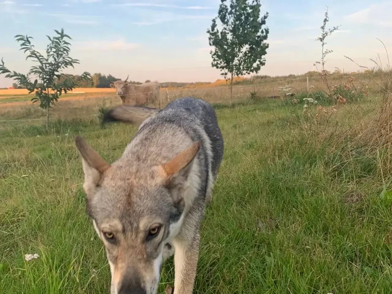 Billede 3 - Hvalpe af hvid schæfer og tjekkoslovakisk ulvehund