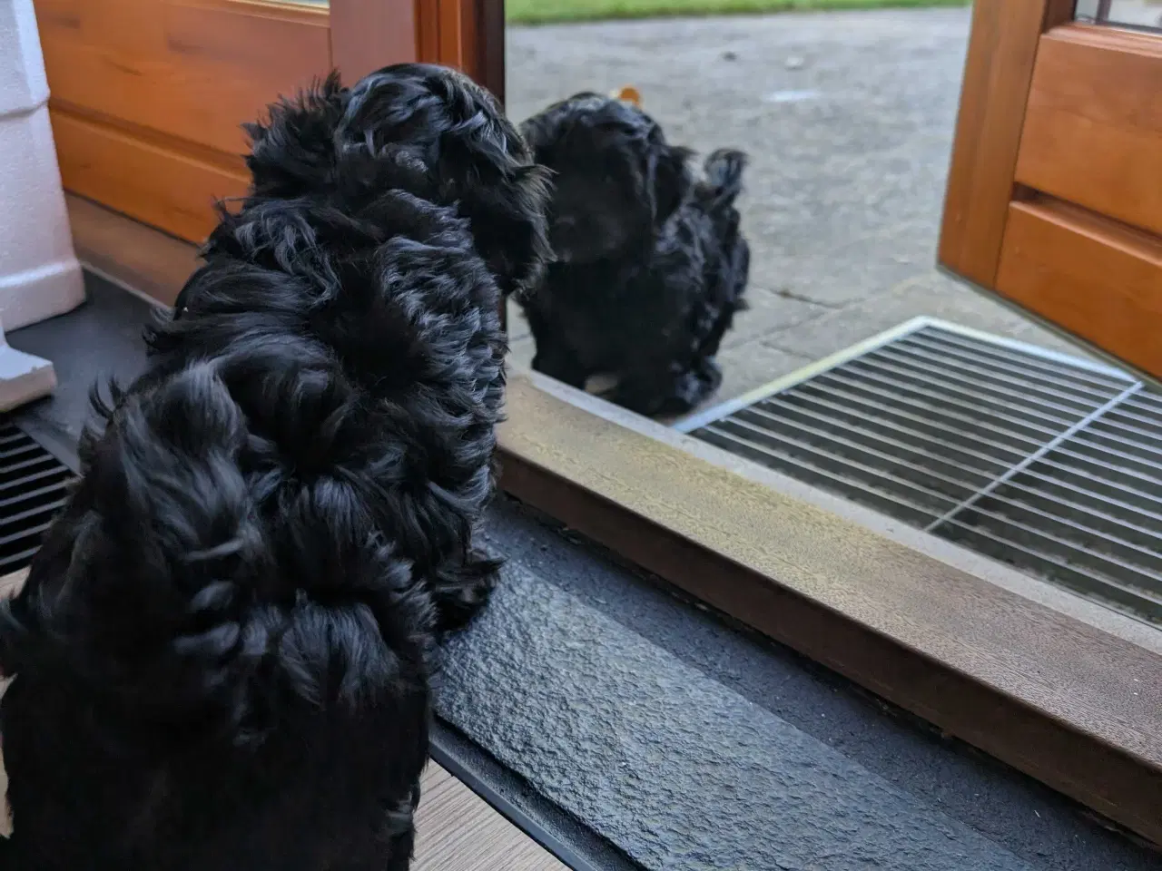 Billede 15 - Rumle og børste - Maltipoo