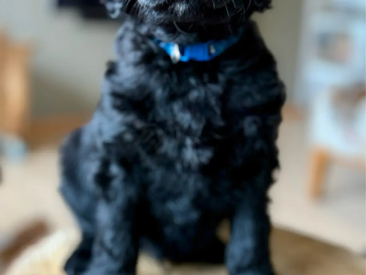 Billede 4 - Setter Doodle tæve hvalp på 7 uger