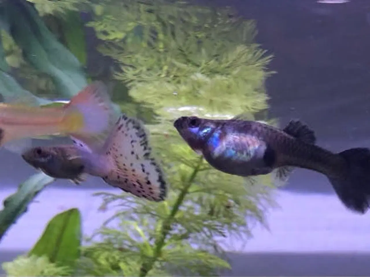 Billede 2 - Guppyer søger nye vande