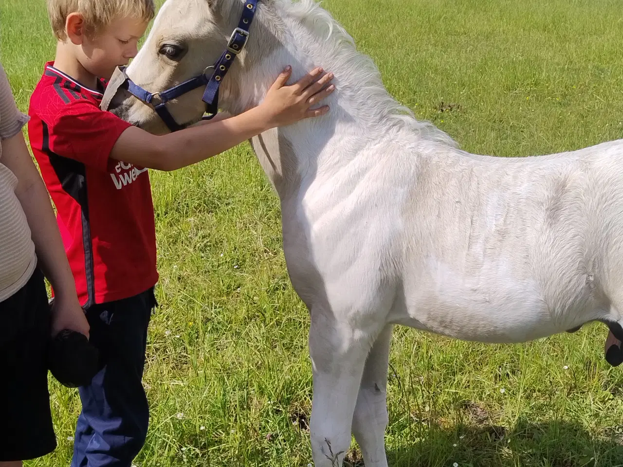 Billede 4 - Buckskin pinto 