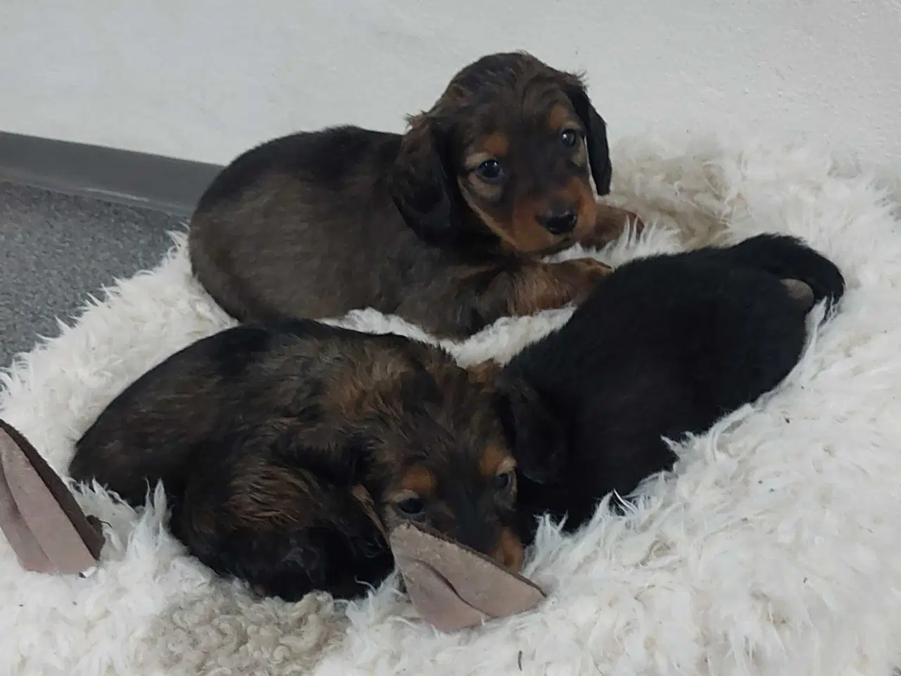 Billede 6 - Langhåret gravhund 