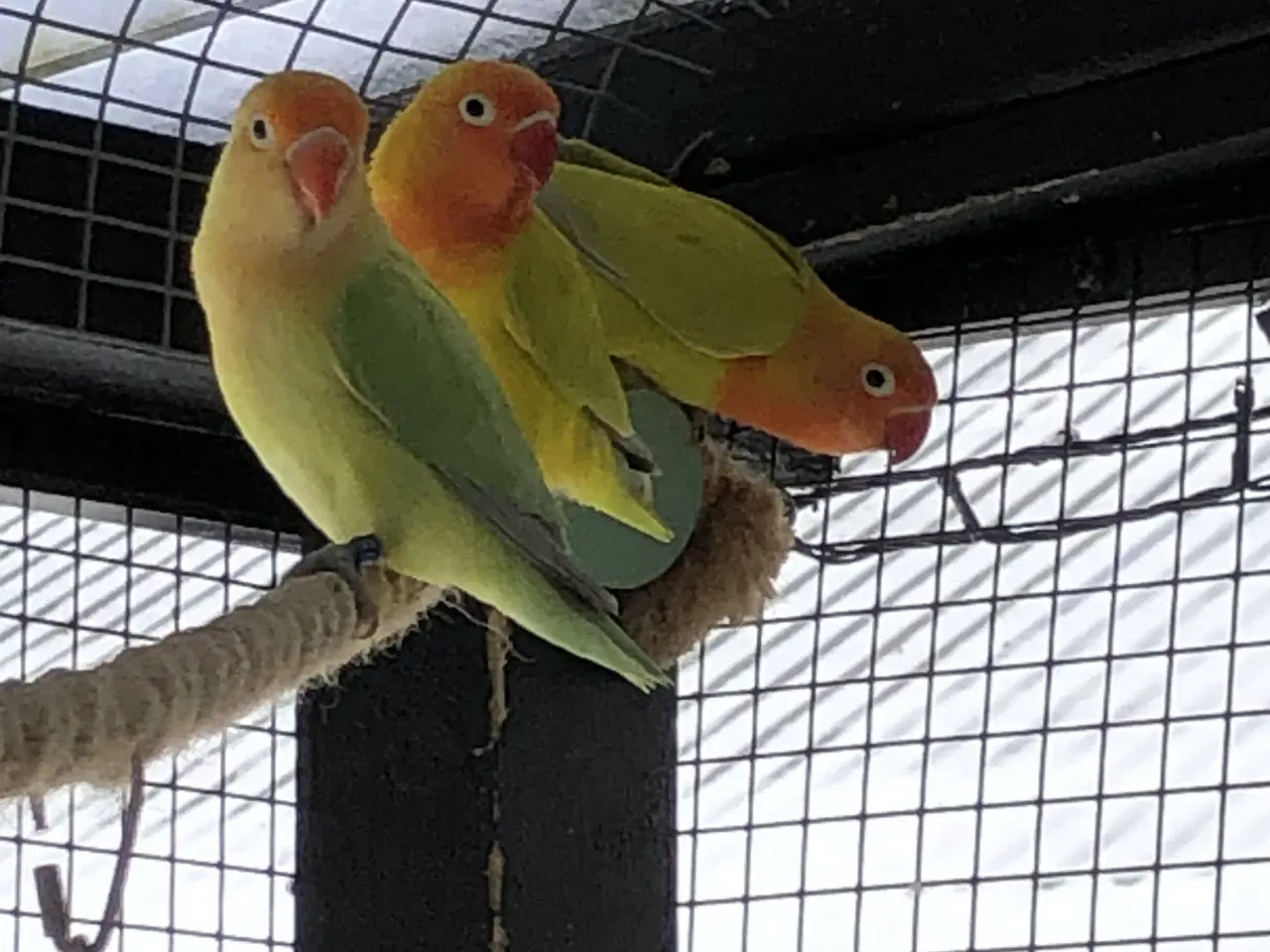 Billede 2 - Rødhovedet Dværgpapegøjer