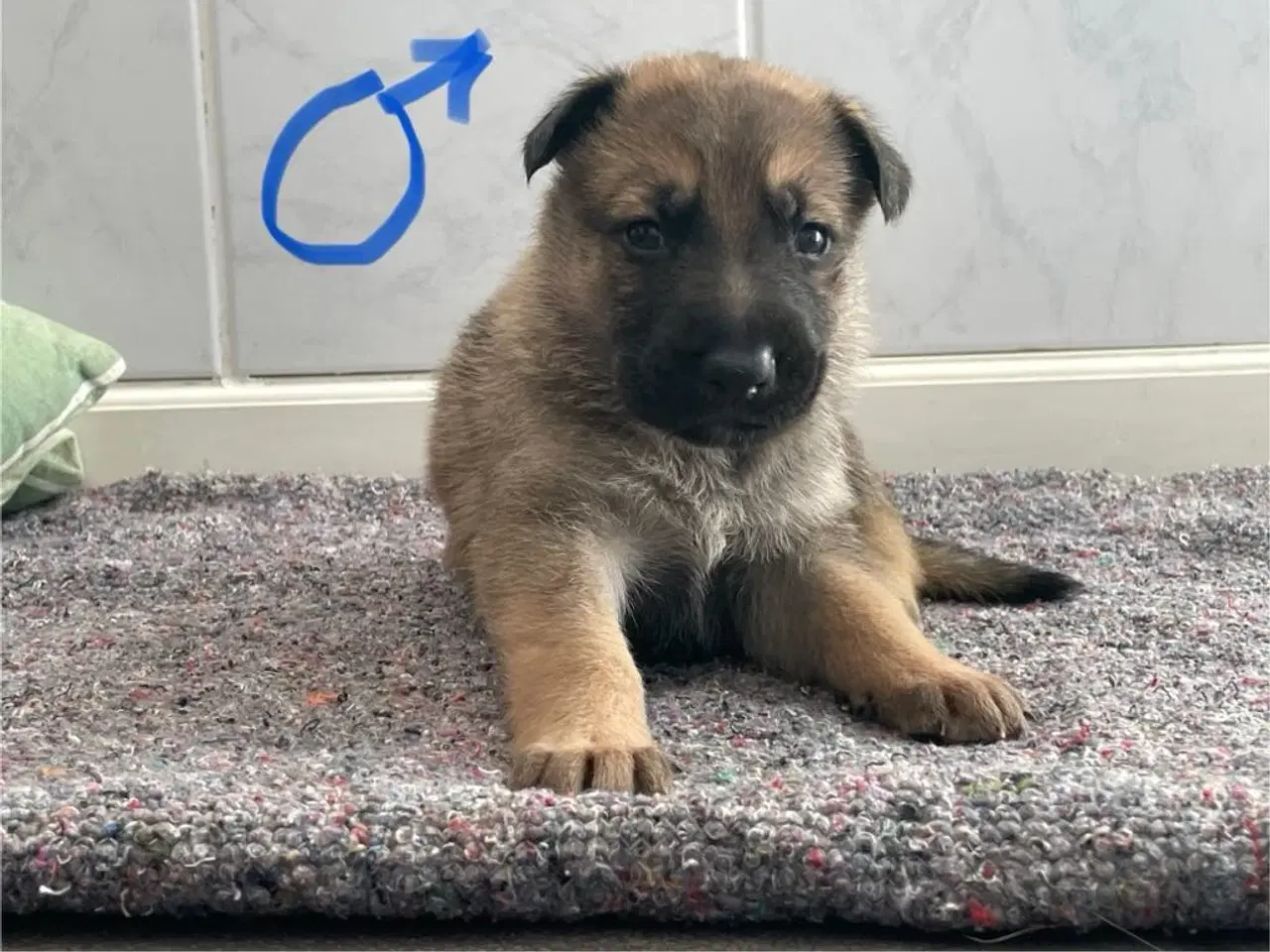 Billede 1 - Skønne schæferhundehvalpe