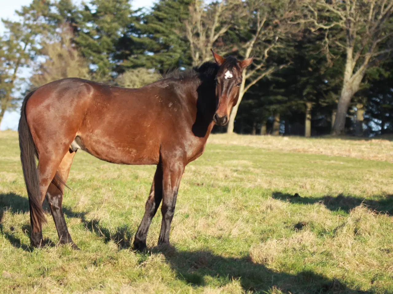 Billede 1 - 4 Års vallak søger nyt hjem
