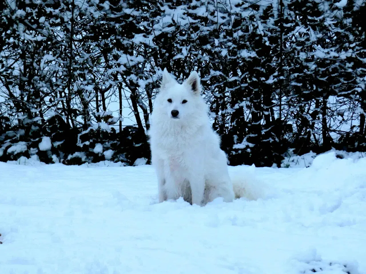 Billede 3 - Dansk spids tæve 2 år