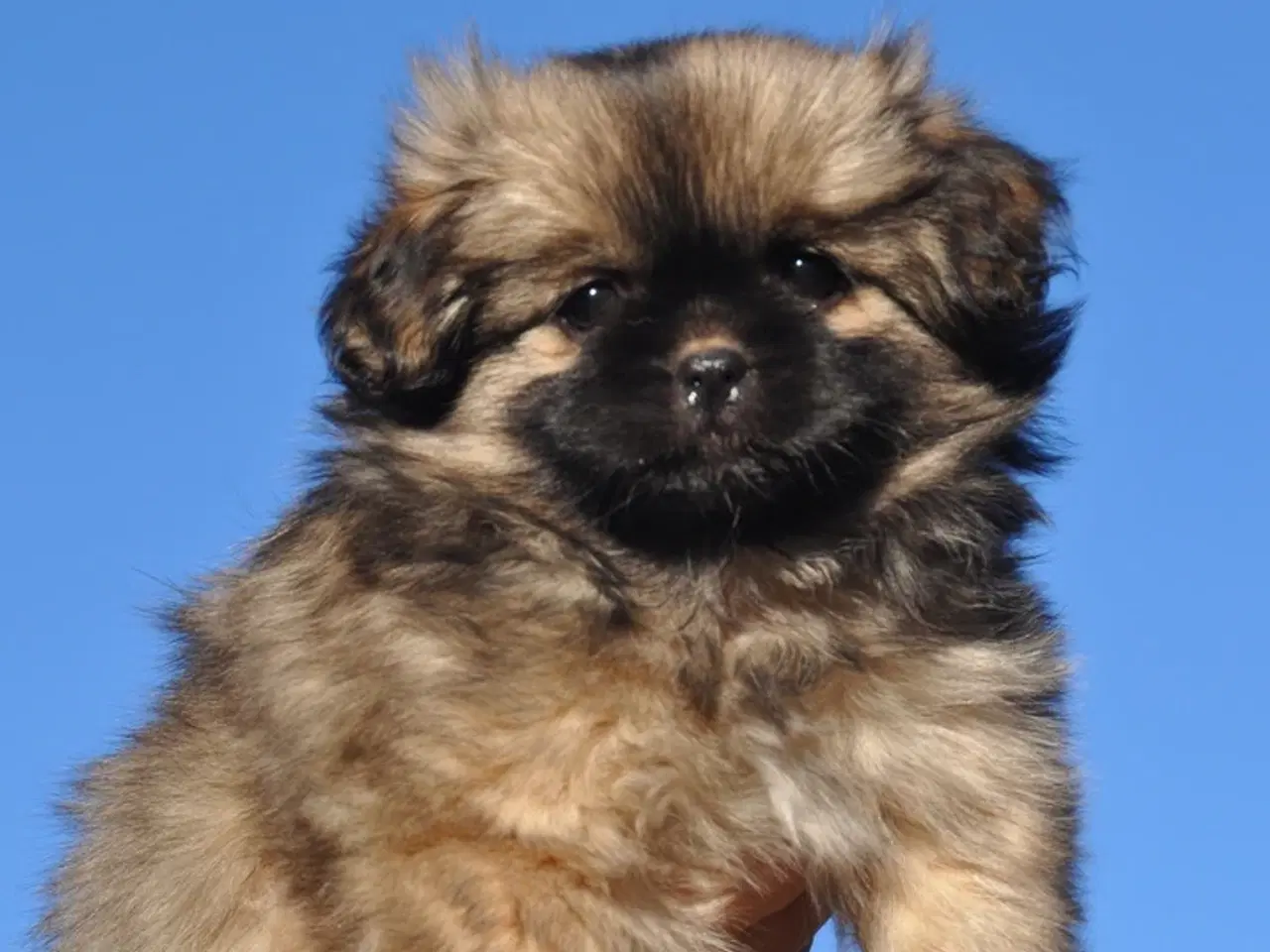 Billede 2 - Tibbe-hvalp, 9 uger