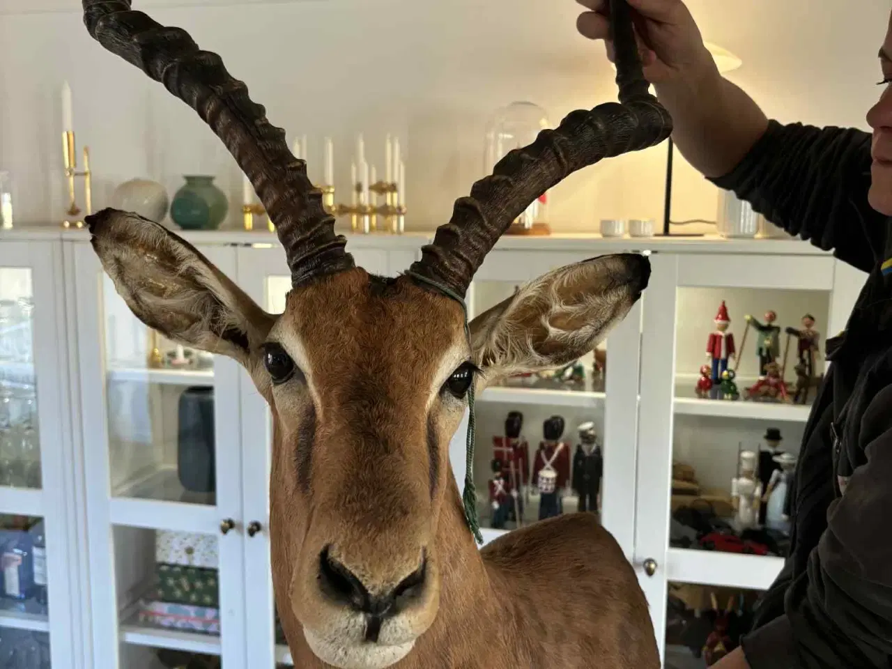 Billede 5 - Udstoppet / halsmonteret dyr