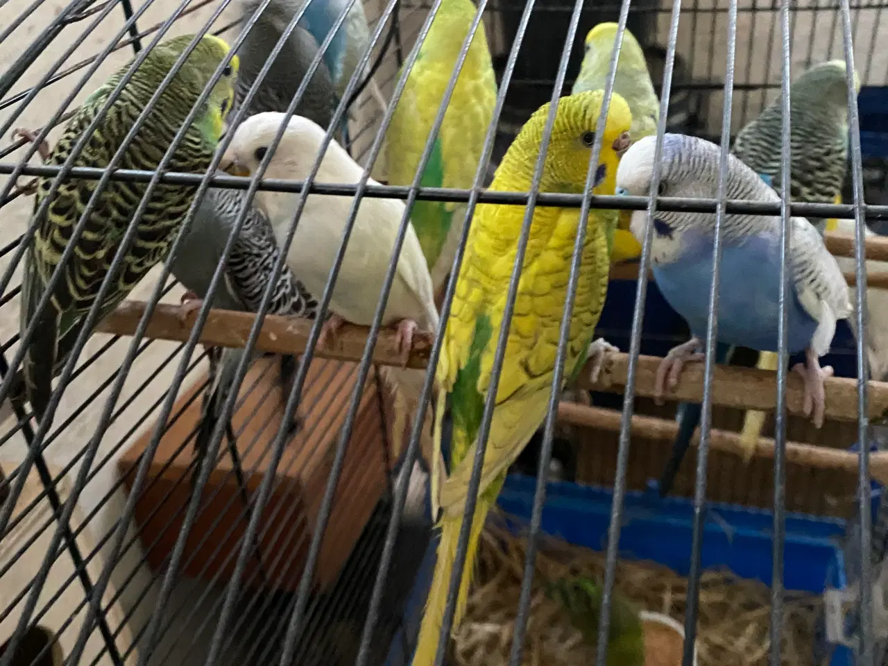 Billede 4 - Undulater