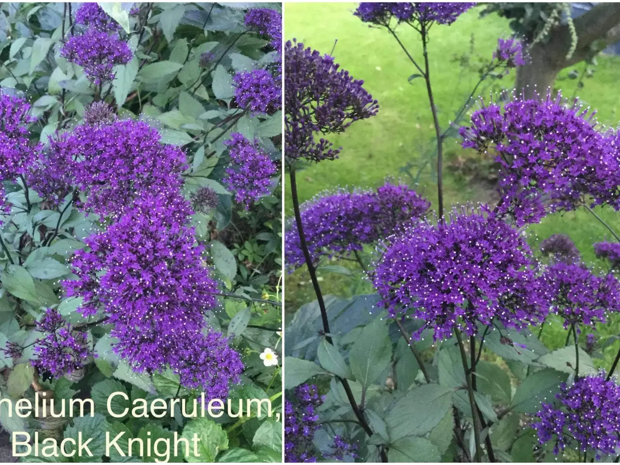 Billede 2 - Blomsterfrø; Trachelium caeruleum, Black Knight