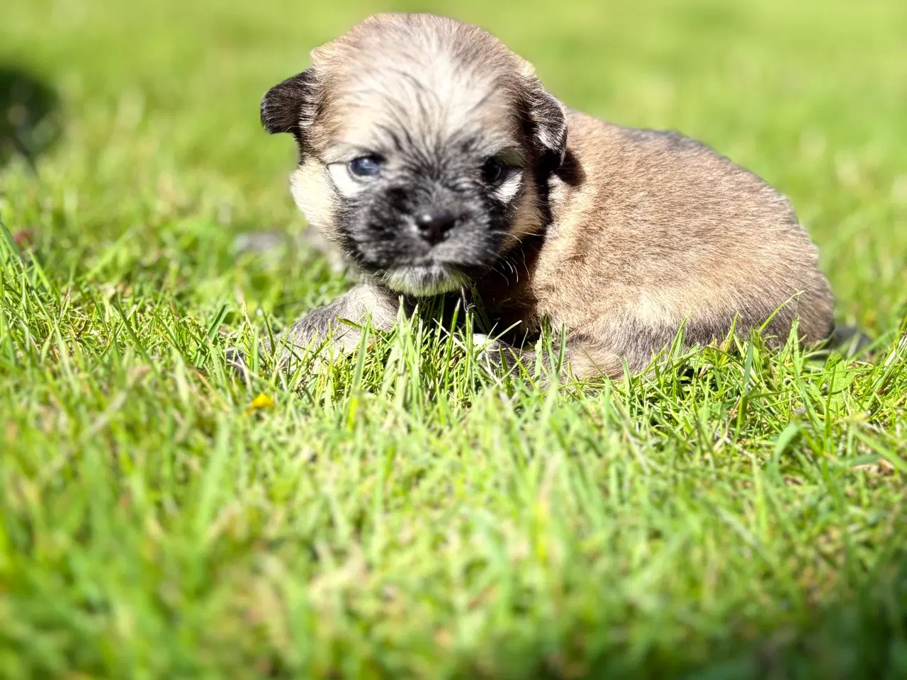 Billede 5 - Pomeranian hvalpe blue Merle 
