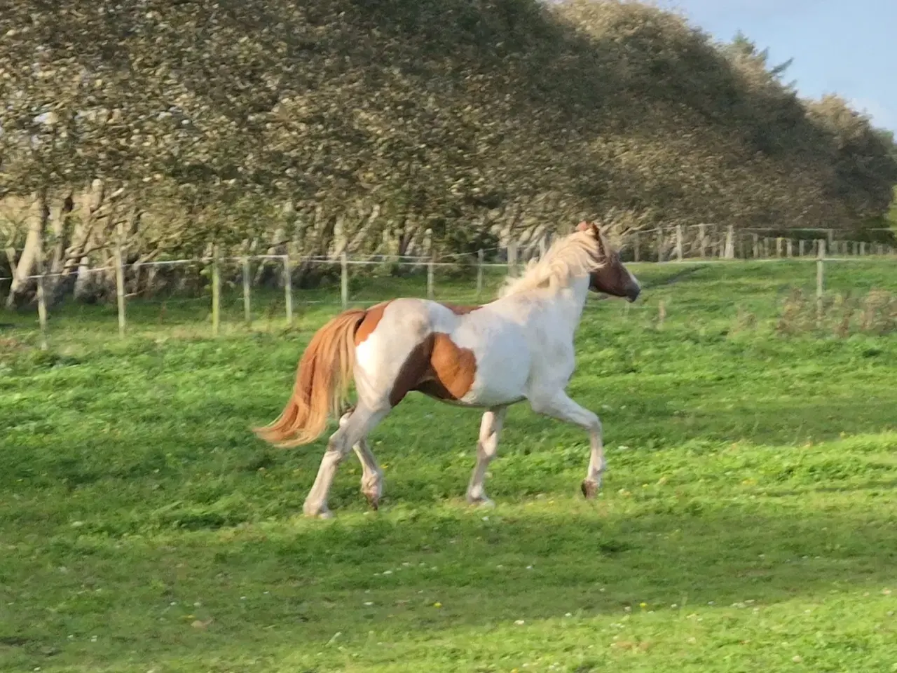 Billede 8 - Pinto hingst 2 år 