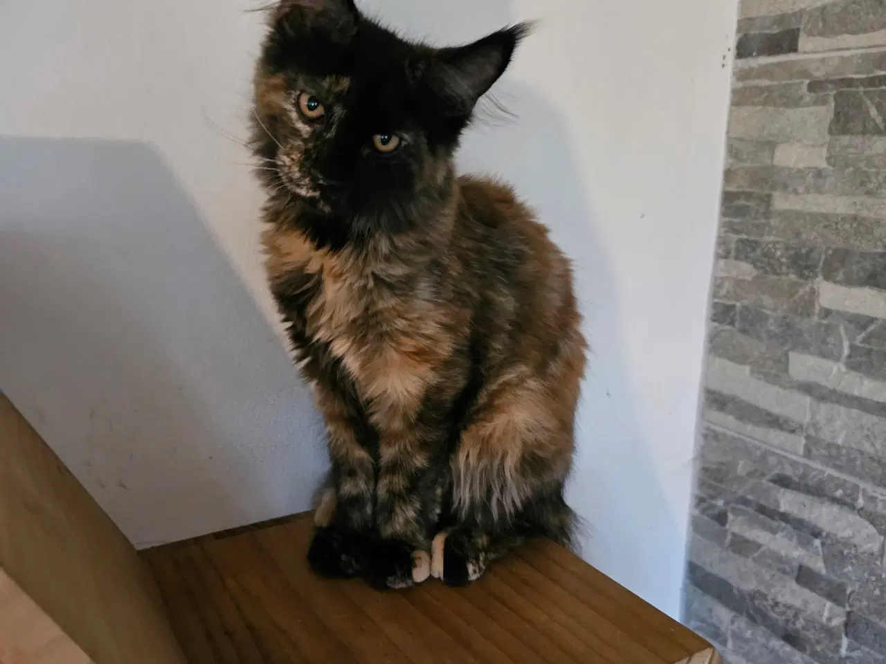 Billede 1 - Maine Coon killing m/ stamtavle 