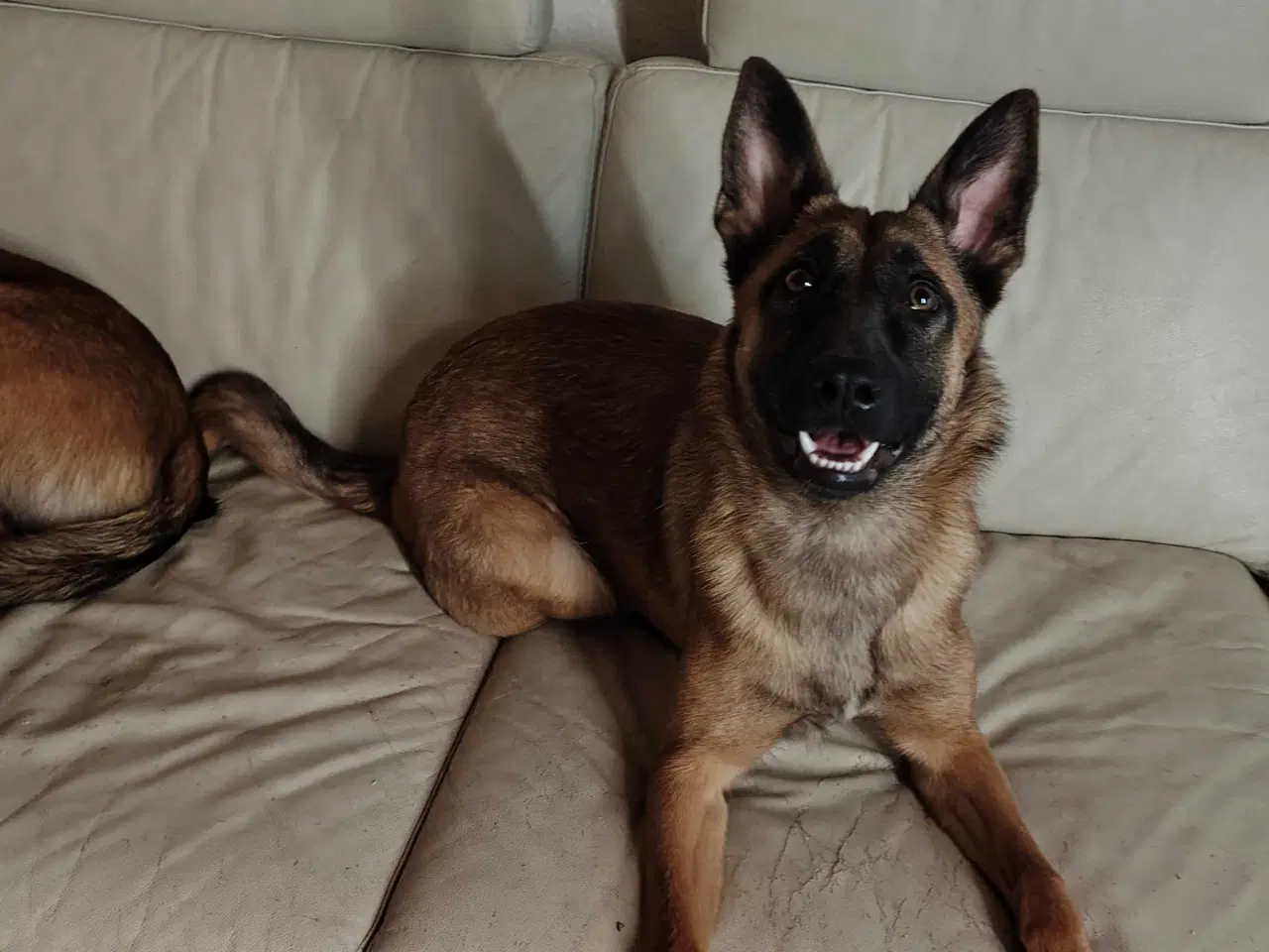 Billede 2 - Smuk Tæve❤️