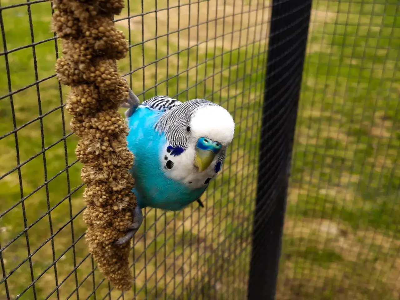 Billede 9 - Undulat (er), blå og grønne, hanner og hunner