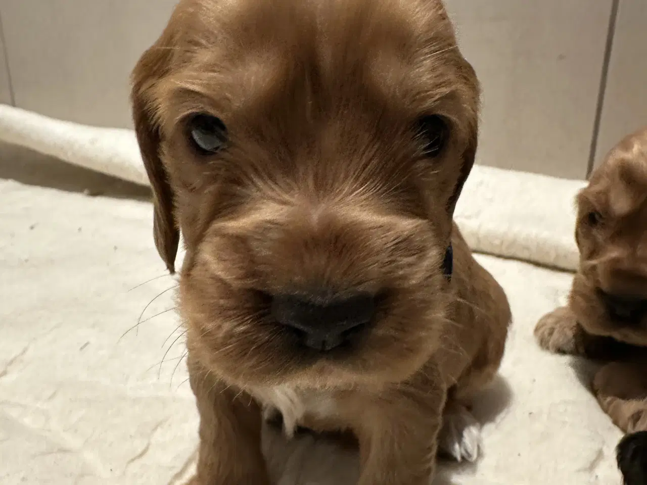 Billede 13 - Cocker spaniel 