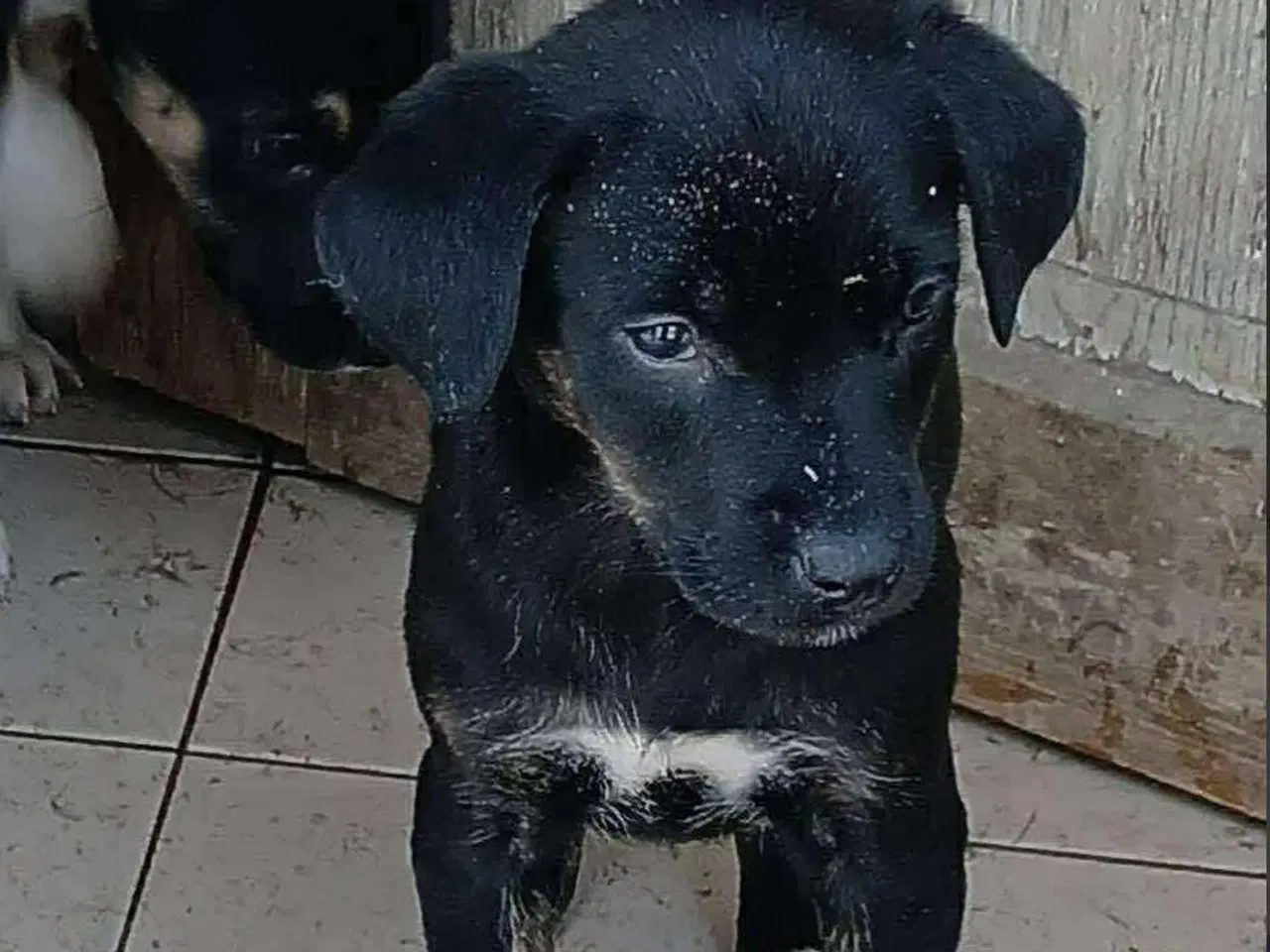 Billede 7 - Lille søde Grace leder efter sin helt egen familie