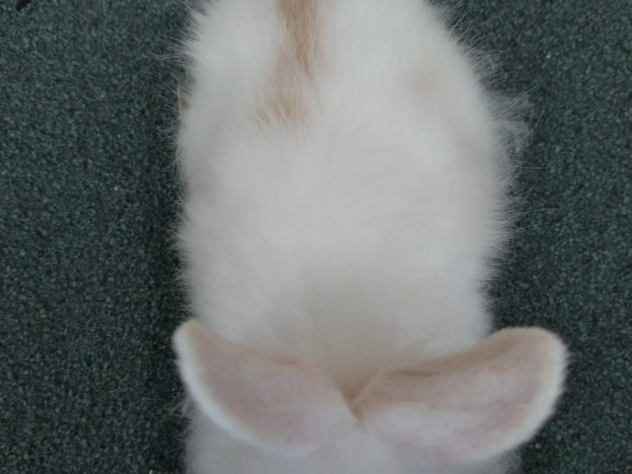 Billede 5 - Teddy Løvehoved unger