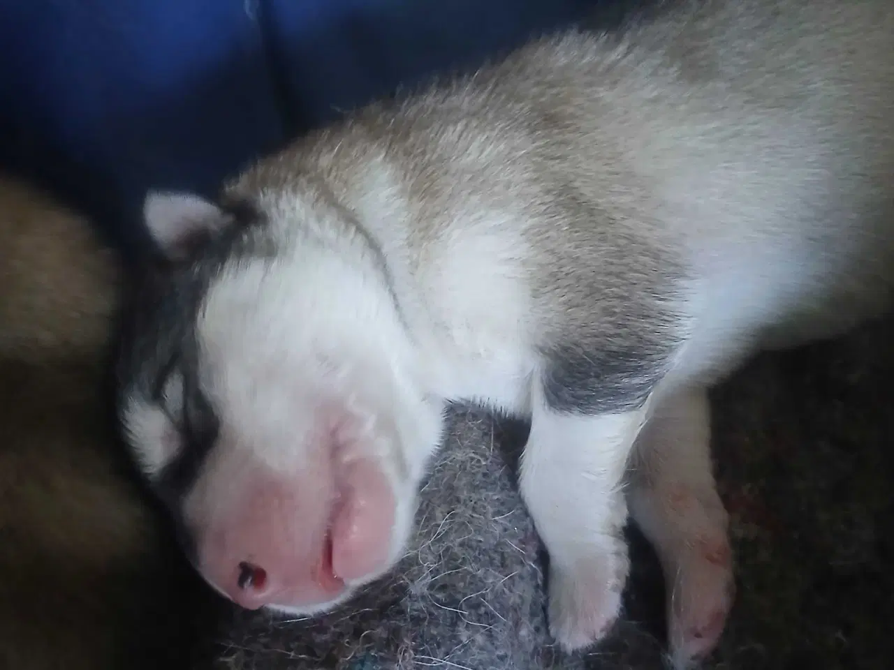 Billede 4 - Alaskan malamute hvalpe sælges