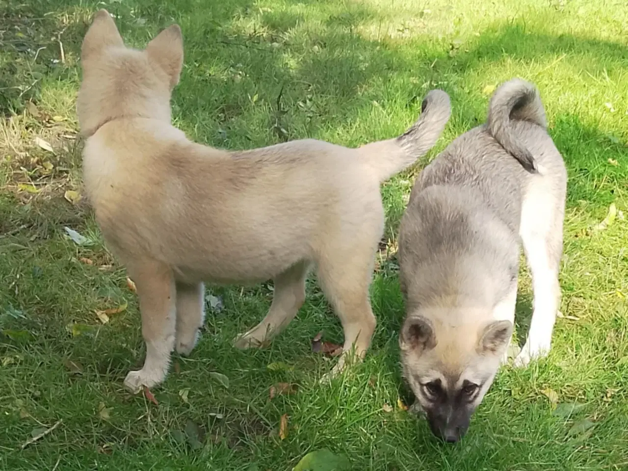 Billede 12 - Husky blandinger 
