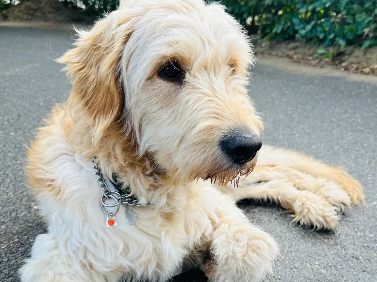 Billede 2 - Golden doodle