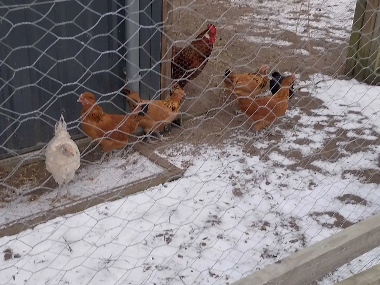 Billede 2 - 16 UGERS høne kyllinger 