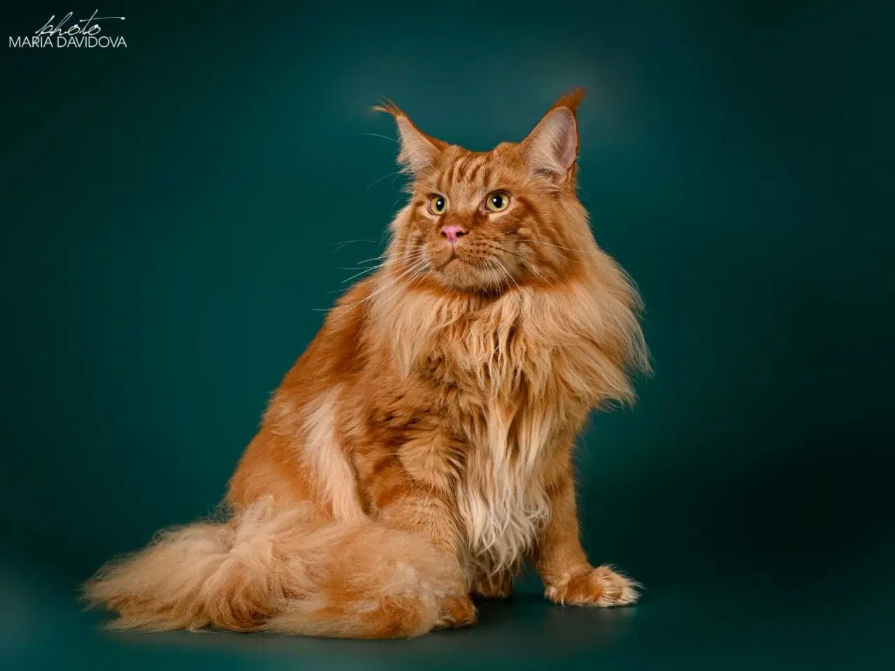 Billede 2 - Renracet Maine Coon hankat til parring 