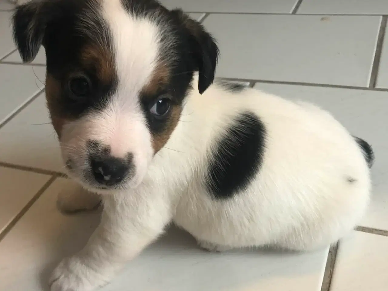 Billede 1 - Jack Russell Terrier hvalpe 8 uger 1-3-26