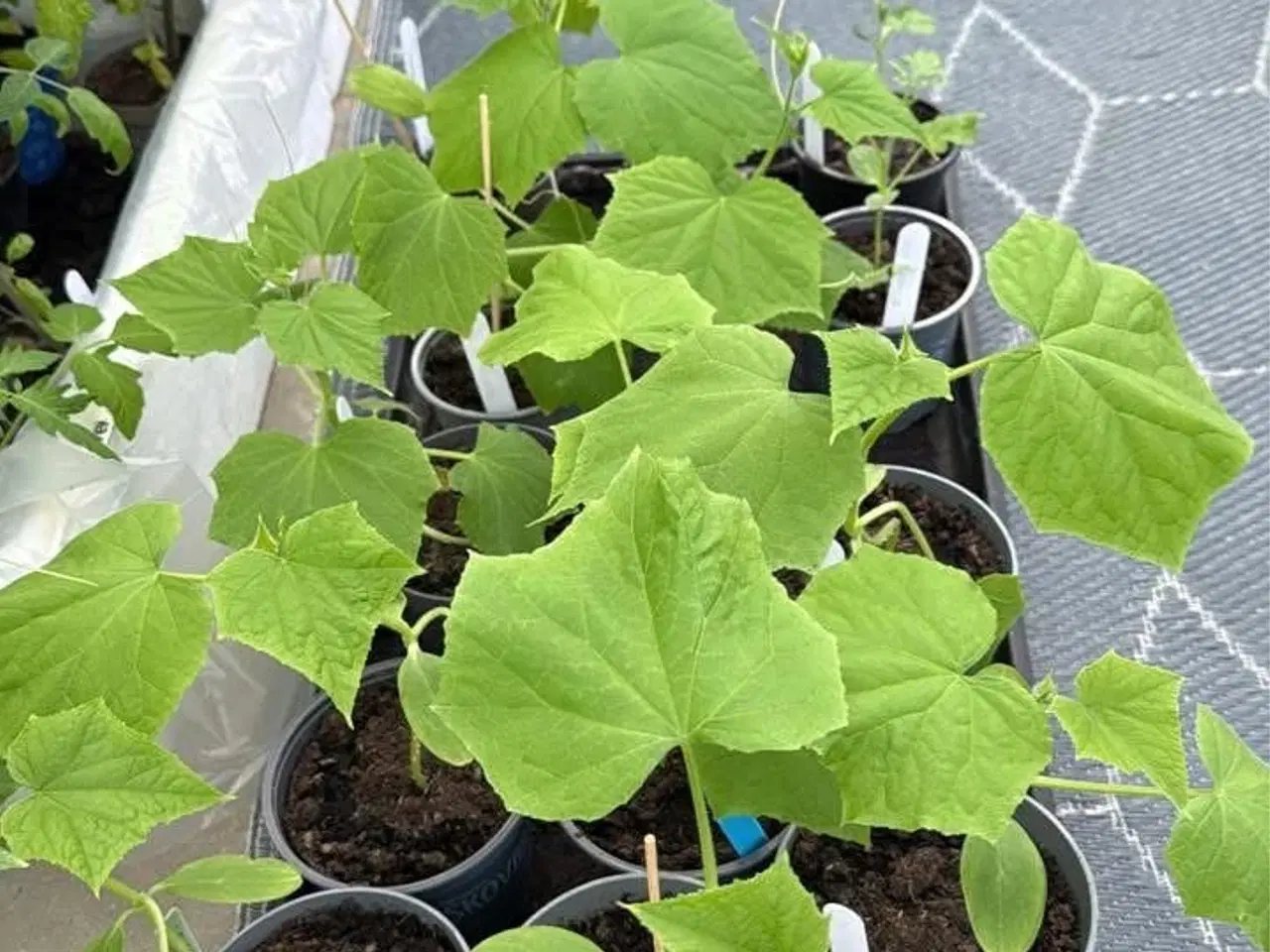 Billede 6 - Økologisk dyrket tomat,chili, peber, melon & agurk