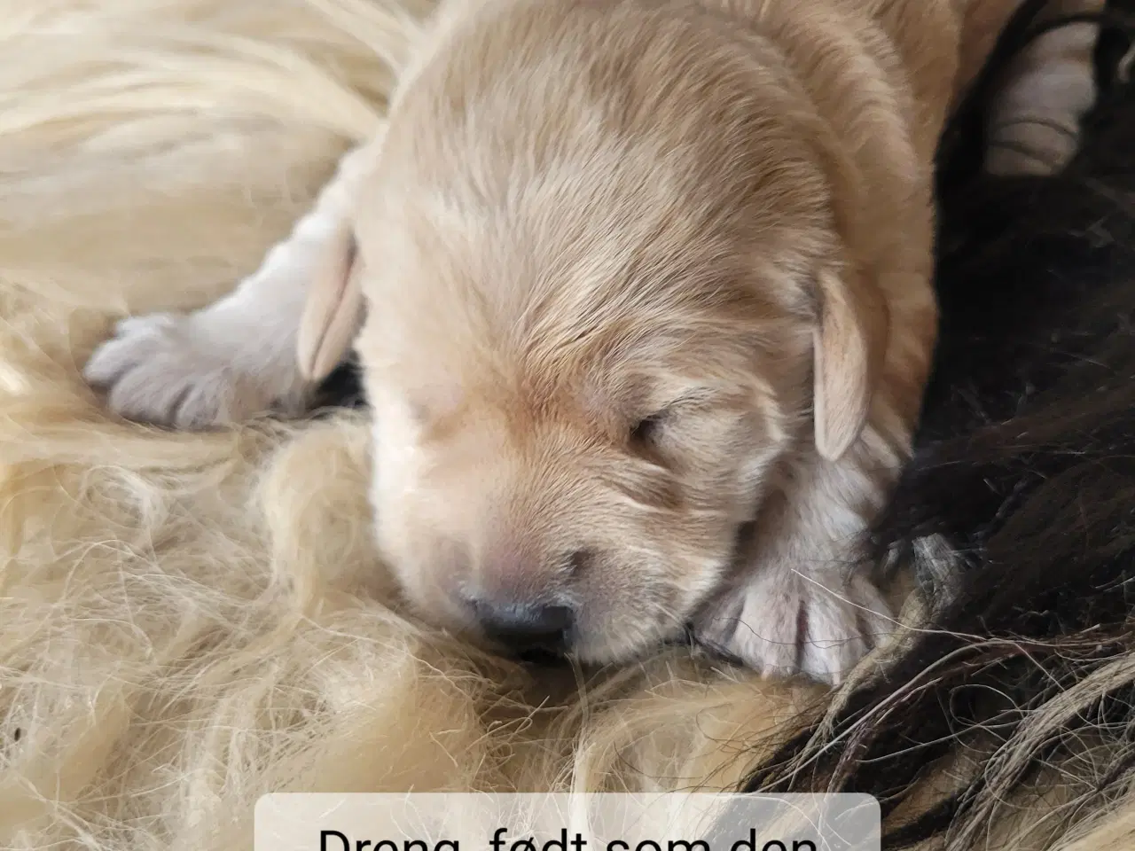Billede 7 - Labradoodle/labrador F1 hvalpe søger nye hjem
