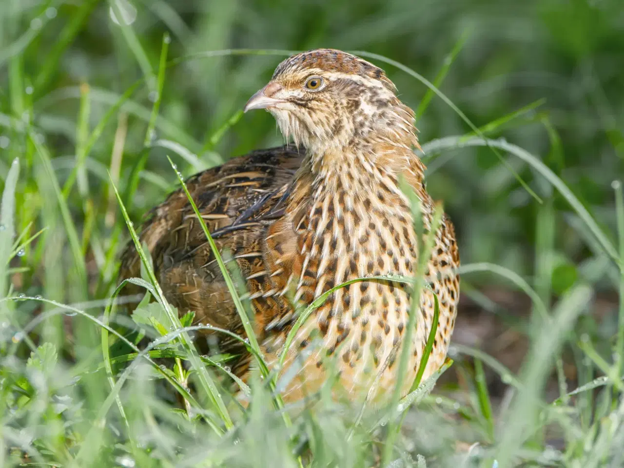 Billede 3 - Billige æglæggende jumbo vagtler🐥