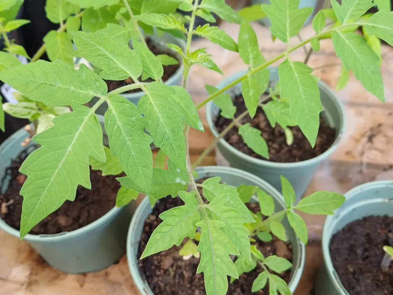 Billede 3 - Tomatplanter til terrasse/altan og friland mm.