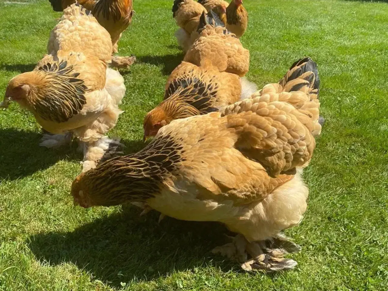 Billede 3 - Brahma rugeæg