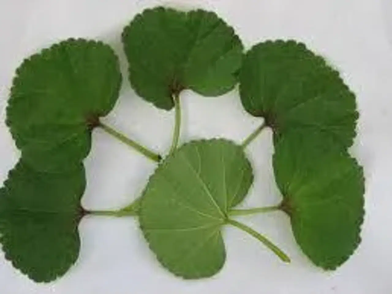 Billede 1 - Salat marokkansk (malva-salat) øko-frø