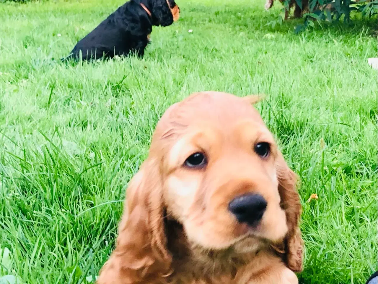 Billede 15 - Engelsk Cocker spaniel