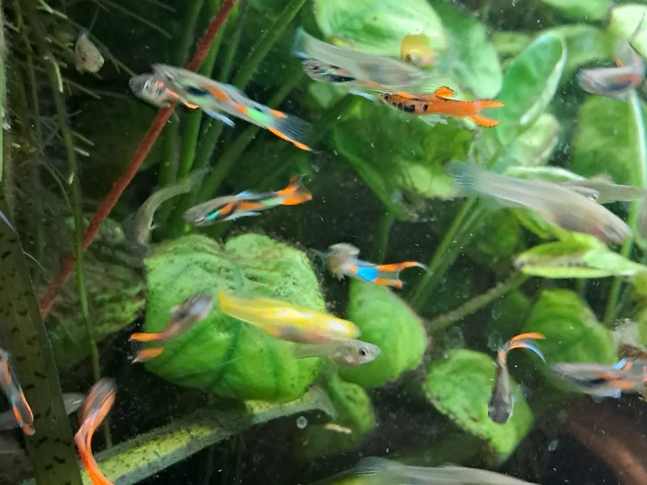 Billede 4 - Mix endler guppy 