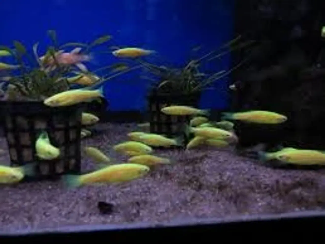 Billede 1 - ZEBRAFISK. GOLD ((3 CM)) FÅ MÆNGDE RABAT