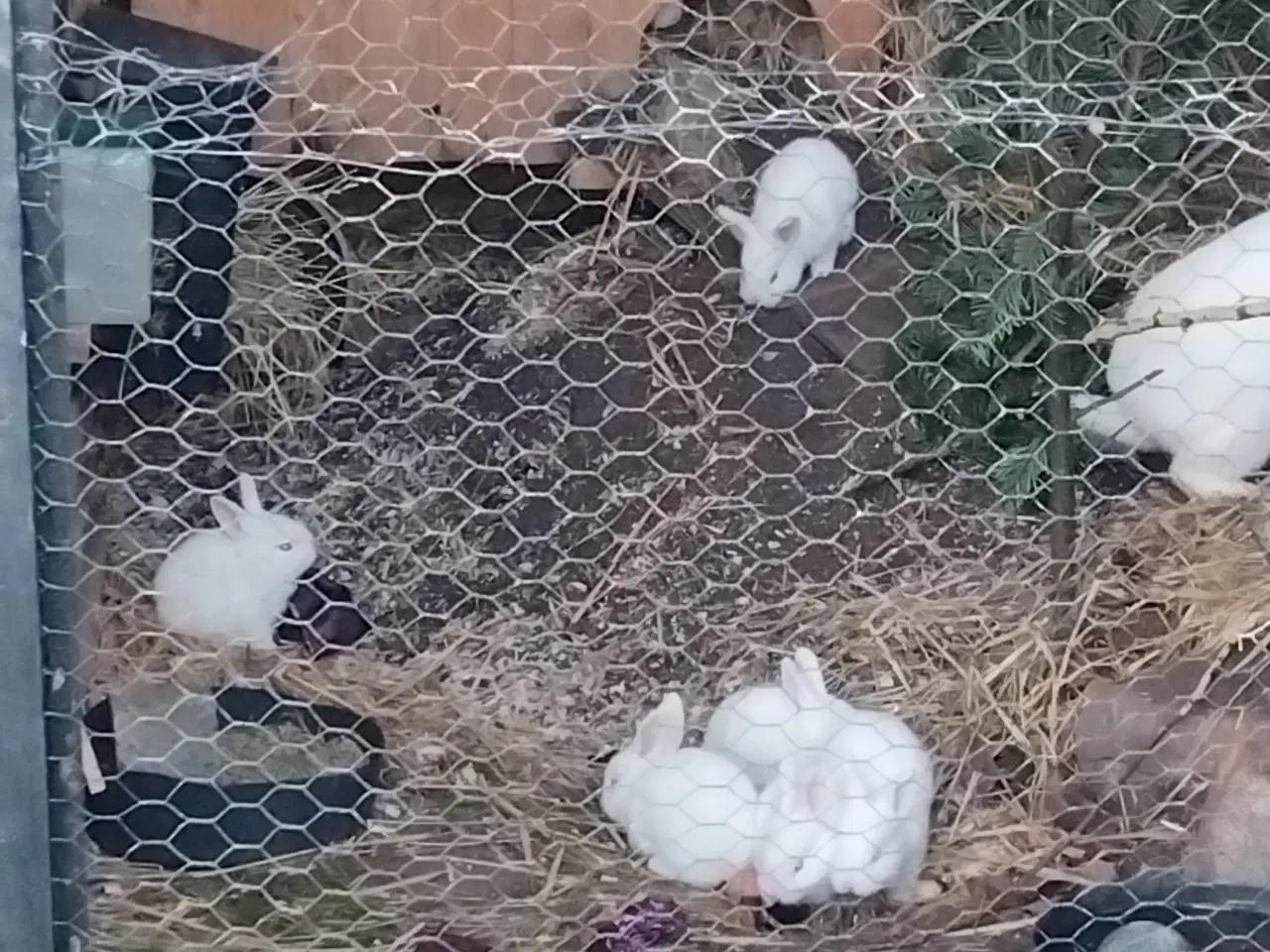 Billede 1 - Fransk belgisk vædder og dansk land 