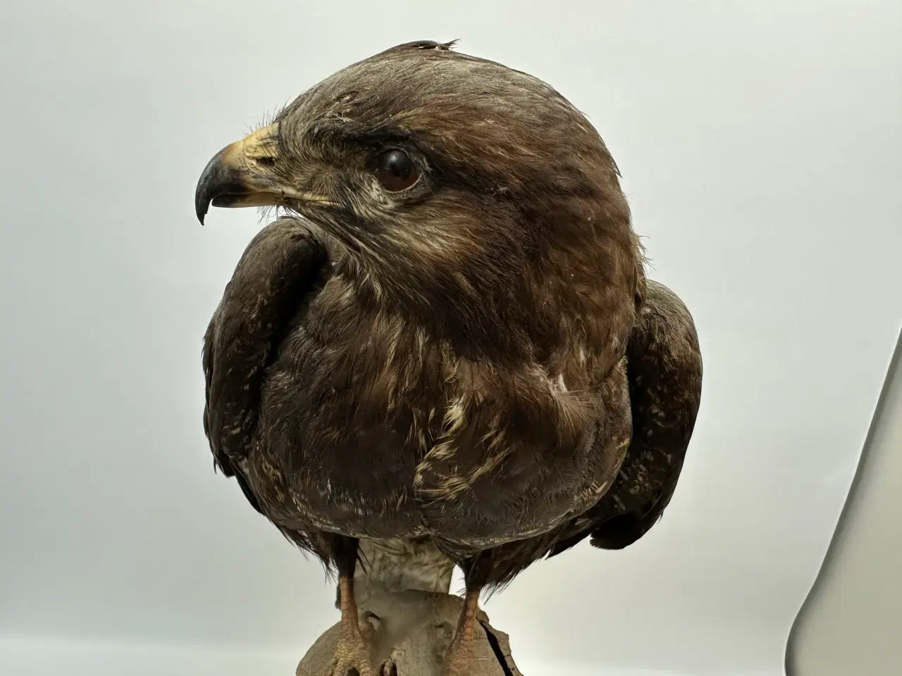 Billede 5 - Udstoppet Musvåge